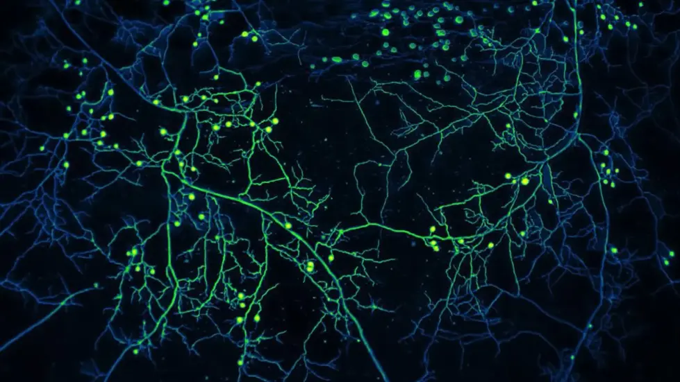 Neri Oxman: Biology, Art, and Science of Design & Engineering with Nature | Lex Fridman Podcast #394 007